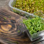 Plante aromatice care pot fi crescute în apă (hidroponic)