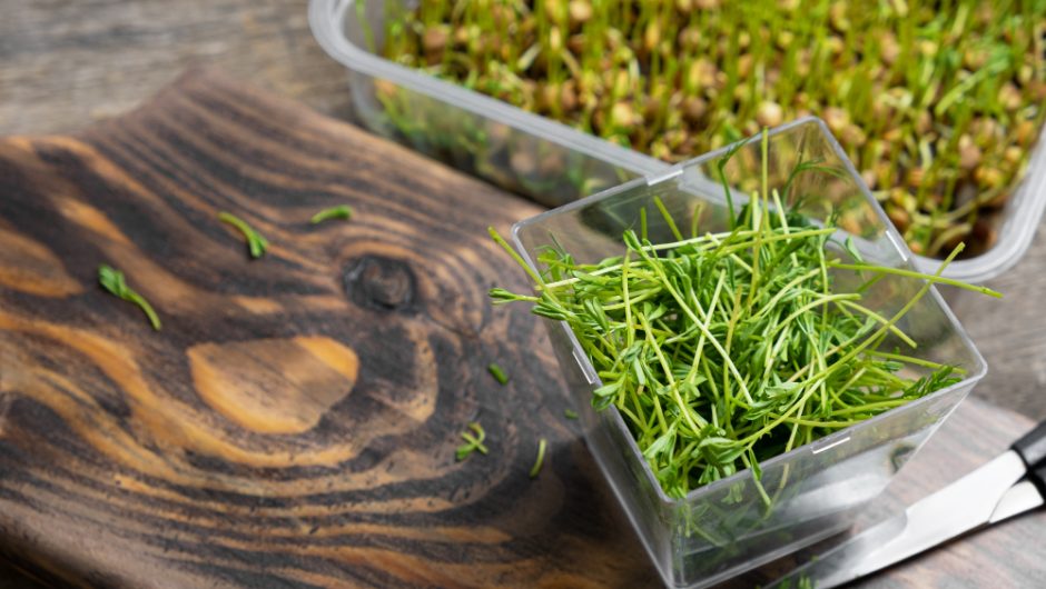 Plante aromatice care pot fi crescute în apă (hidroponic)