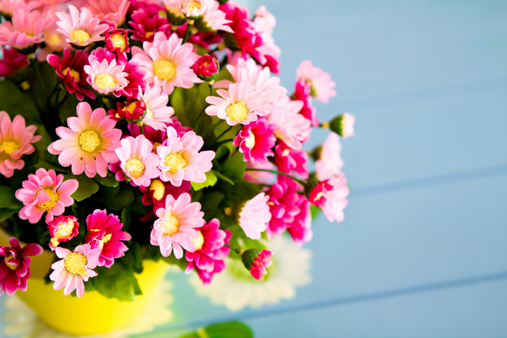 Gerbera: Îngrijire în ghiveci și semnificația culorilor