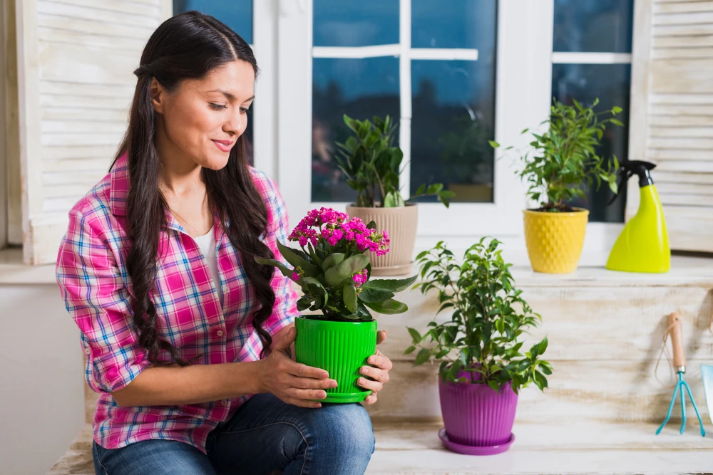 Cum să pregătești plantele de apartament pentru primăvară